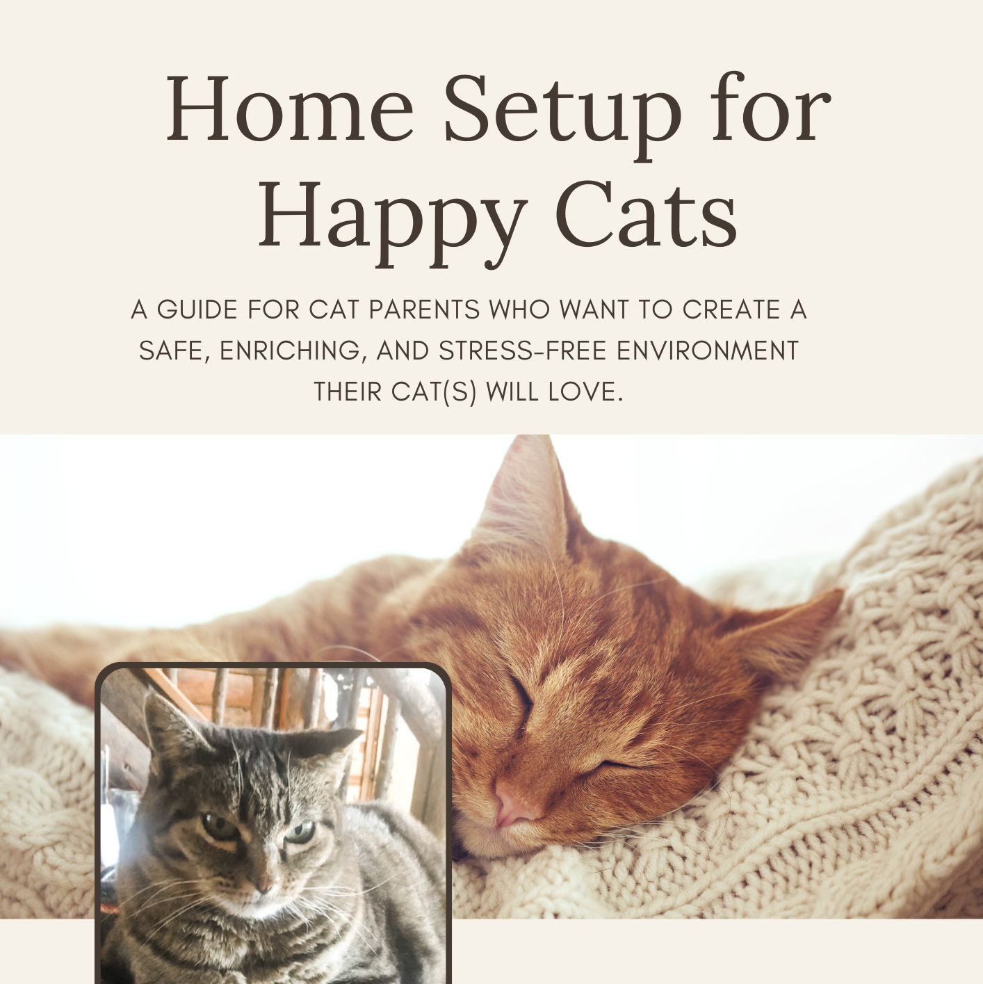 Home Setup for Happy Cats Guide (Digital Download)